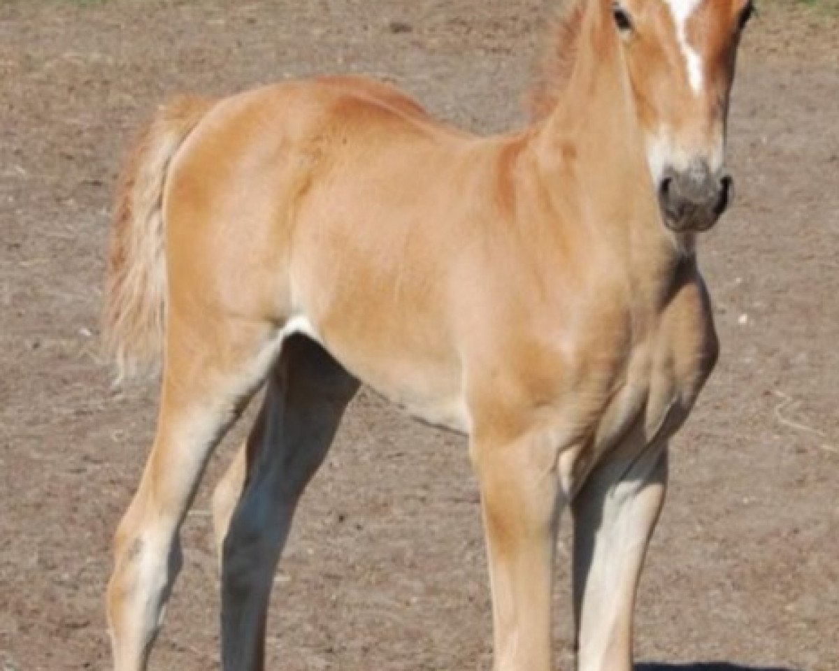 dressage horse Nadeshgranta SAG (KWPN (Royal Dutch Sporthorse), 2018, from Incognito)