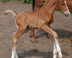 dressage horse Ionhargrant SAG (KWPN (Royal Dutch Sporthorse), 2018, from Incognito)