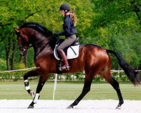 stallion Briljant 4 (KWPN (Royal Dutch Sporthorse), 2006, from Uphill)