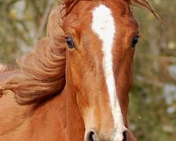 broodmare Idaiagranta SAG (KWPN (Royal Dutch Sporthorse), 2013, from Briljant 4)