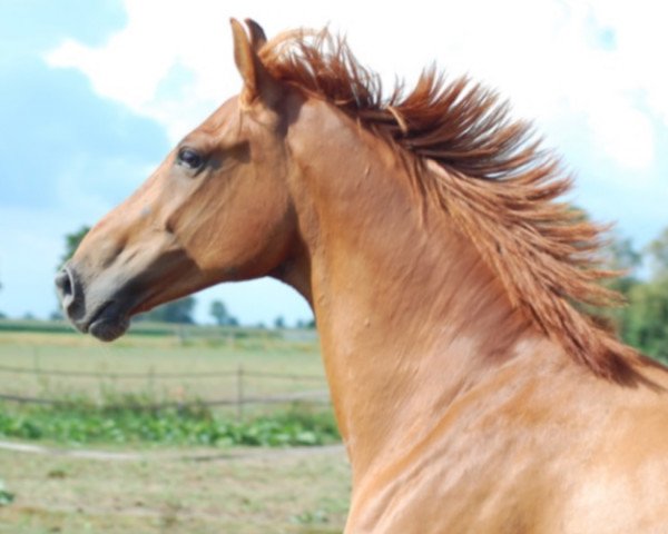 horse Elassargrant SAG (KWPN (Royal Dutch Sporthorse), 2006, from San Remo)