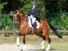 dressage horse Anouargrant Sag (KWPN (Royal Dutch Sporthorse), 2005, from Flemmingh)