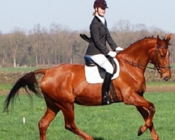 broodmare Odessagranta SAG (KWPN (Royal Dutch Sporthorse), 1996, from Jazz)