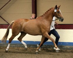 broodmare Ostaragranta SAG (Nederlands Rijpaarden en Pony, 1996, from Candy Surprice)