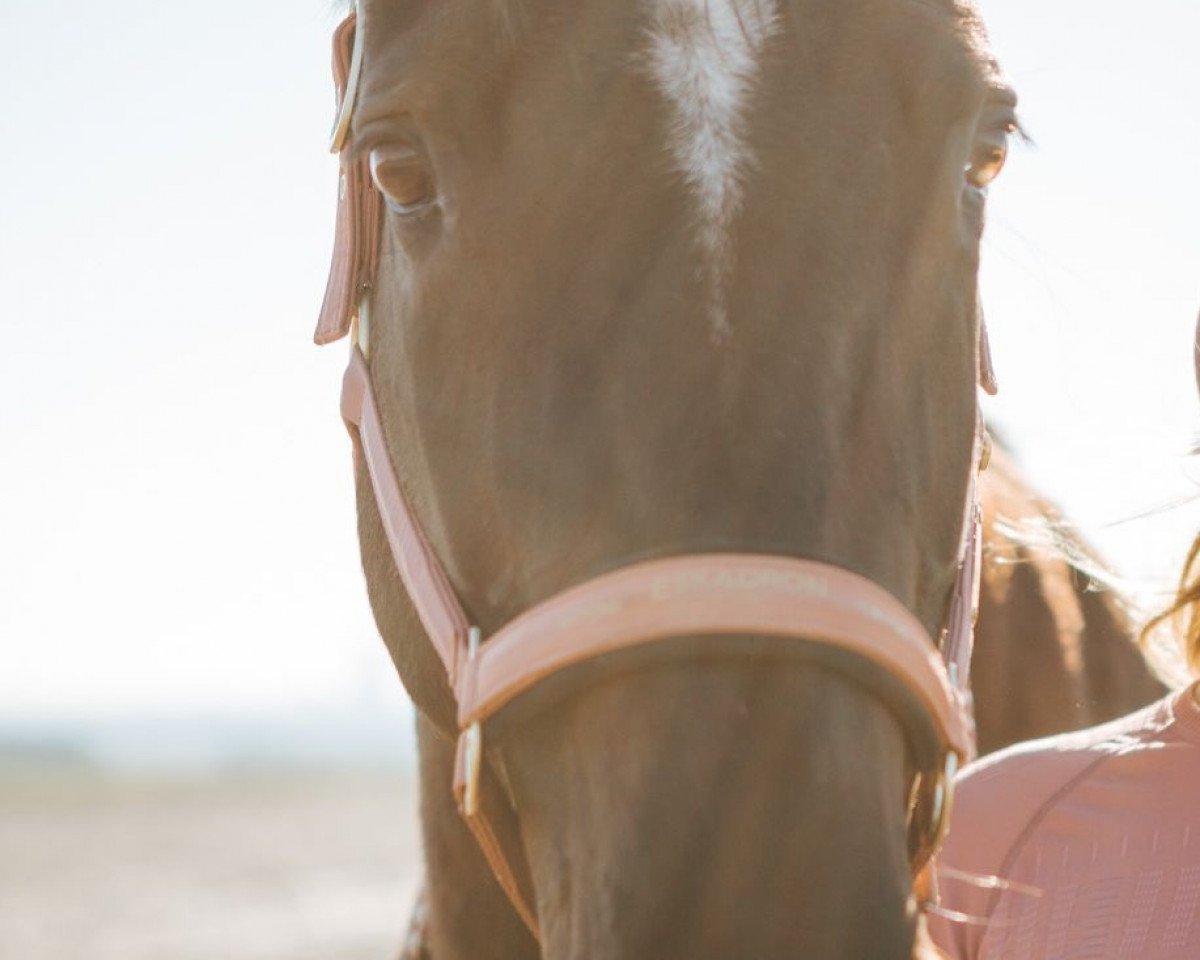 jumper Eleiza (Hanoverian, 2004, from El Bundy)
