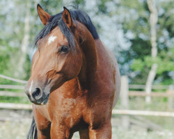 jumper Call me Carlson 3 (Hanoverian, 2012, from Cloney)