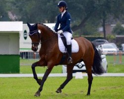 broodmare Whoopi (KWPN (Royal Dutch Sporthorse), 2003, from Sir Sinclair)