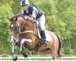 Pferd Bogrant (KWPN (Niederländisches Warmblut),  , von Vino)