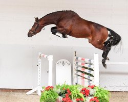 dressage horse Quarzino (Holsteiner, 2015, from Quarz Ask)