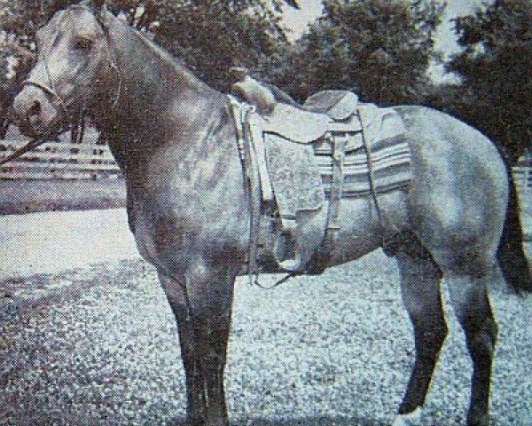 stallion Poco Trace (Quarter Horse, 1955, from Poco Bueno)