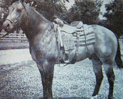 Deckhengst Poco Trace (Quarter Horse, 1955, von Poco Bueno)