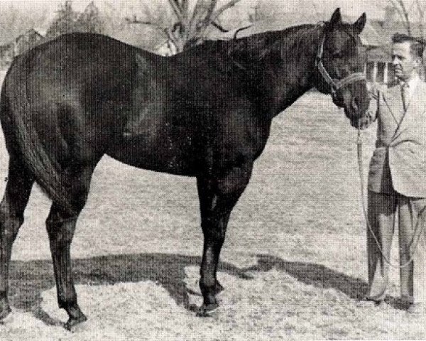 stallion Afton Creek xx (Thoroughbred, 1950, from Coldstream xx)
