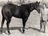 stallion Afton Creek xx (Thoroughbred, 1950, from Coldstream xx)