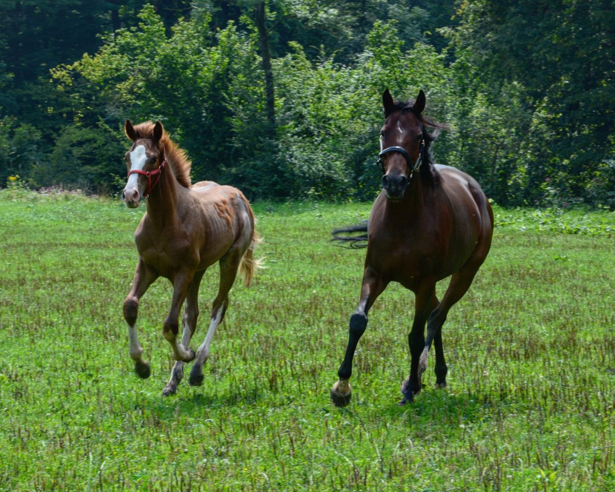 Zuchtstute Lady Laurie (Westfale, 2011, von Lauries Crusador xx)