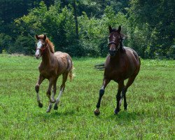 broodmare Lady Laurie (Westphalian, 2011, from Lauries Crusador xx)