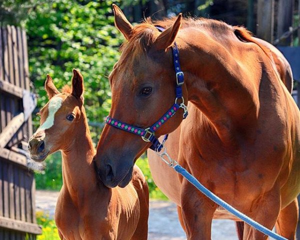 dressage horse Hengst von Sunday NRW (Westphalian, 2017, from Sunday)