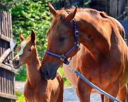 Pferd Hengst von Sunday NRW (Westfale, 2017, von Sunday)