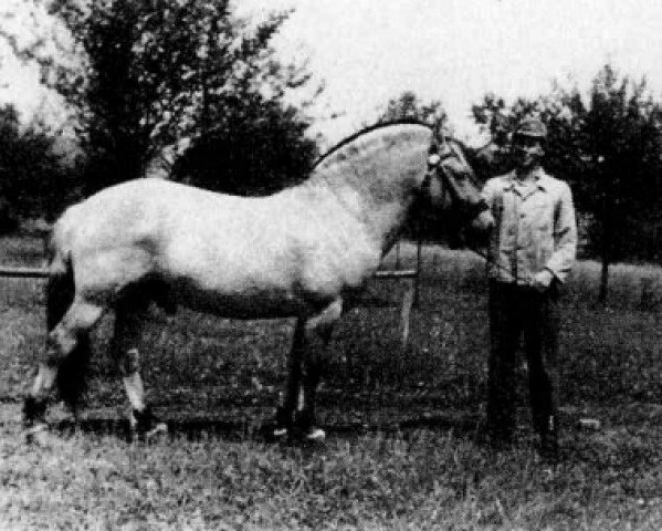 stallion Holger (HE) 33 (Fjord Horse, 1953, from Lyngby Heid)