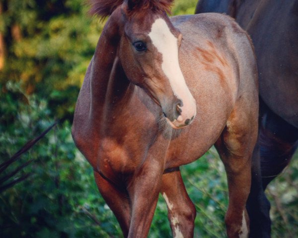 dressage horse Hengst von Zoom (Westphalian, 2018, from Zoom)