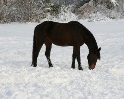 horse Una Luna (FR) (French Trotter, 2008, from First Way (FR))