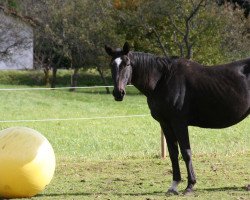 dressage horse sally (Westphalian, 2006, from San Siro)