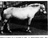 Zuchtstute Ashild F (He) S 13 (Fjordpferd, 1946, von Pluggen N.1108)
