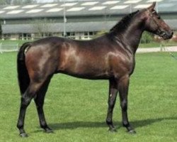 stallion Candy Surprice (Nederlands Rijpaarden en Pony, 1989, from Candyboy)