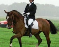 broodmare Perlagranta SAG (KWPN (Royal Dutch Sporthorse), 1997, from Candy Surprice)