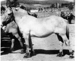 broodmare Liljen (Fjord Horse, 1954, from Bjørgar F (He) 27)