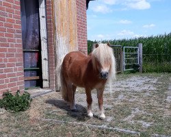 Pferd Renske v.d. voshoek (Shetland Pony, 2001, von Grandioso van Wegdam)