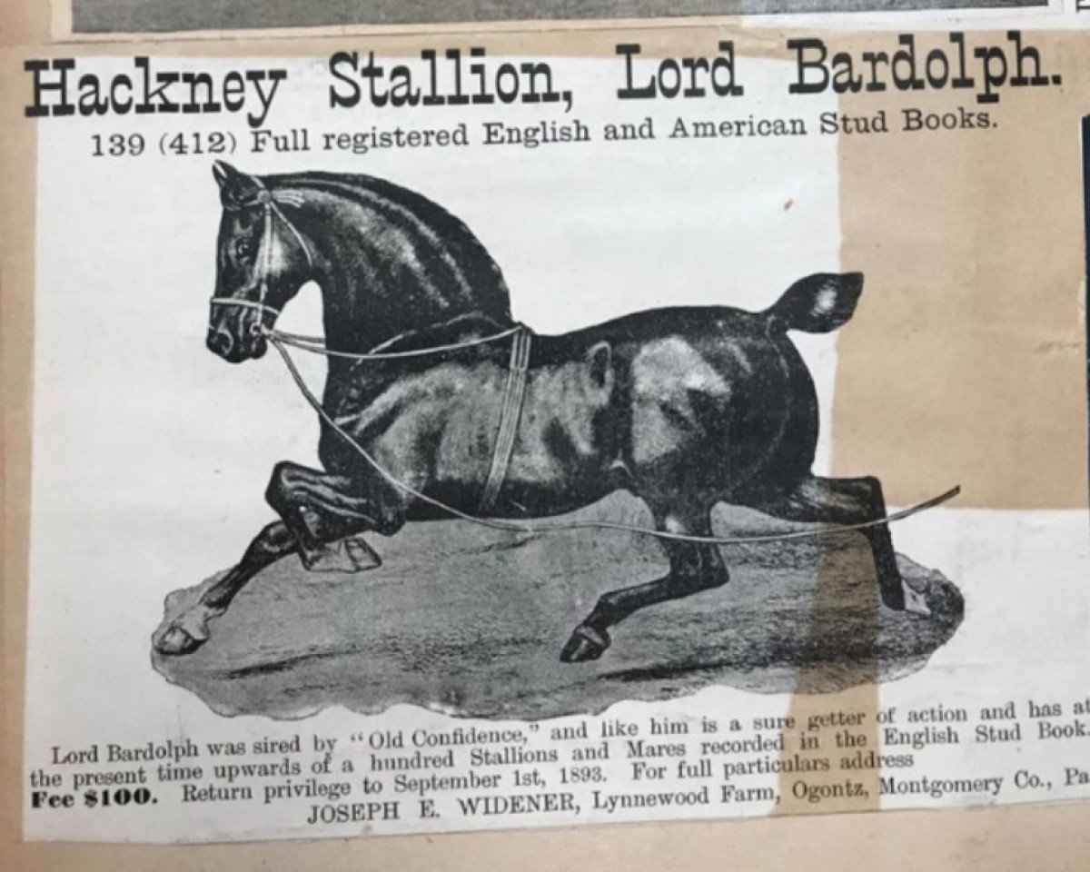 stallion Lord Bardolph (Hackney (horse/pony), 1881, from Confidence)