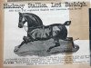 stallion Lord Bardolph (Hackney (horse/pony), 1881, from Confidence)