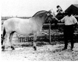 broodmare Menka H 587 (Fjord Horse, 1958, from Eisbaer K.587)