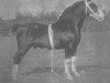 Deckhengst Alethorpe Admiral (Hackney (Pferd/Pony), 1895, von Lord Bardolph)