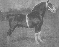 Deckhengst Alethorpe Admiral (Hackney (Pferd/Pony), 1895, von Lord Bardolph)