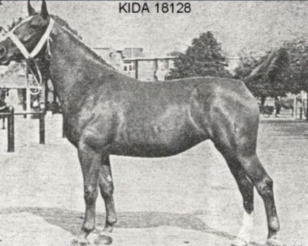 broodmare Kida (Gelderland, 1946, from Frank)