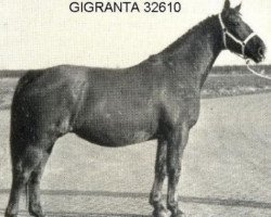 broodmare Gigranta (Gelderland, 1965, from Cigrant)