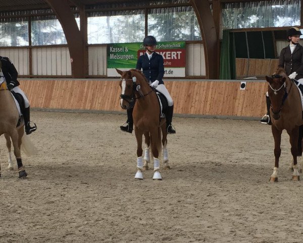 dressage horse Salida del Sol 25 (German Riding Pony, 2014, from Blanchet)