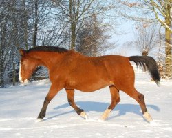 Zuchtstute Elgranta SAG (KWPN (Niederländisches Warmblut), 1986, von Akteur)