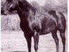 stallion Paulo (Quarter Horse, 1948, from Bolo)