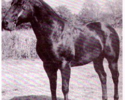 Deckhengst Paulo (Quarter Horse, 1948, von Bolo)