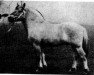 stallion Hannibal SH 214 (Fjord Horse, 1937, from Hans D 7)
