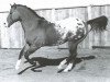 stallion Bright Eyes Brother (Appaloosa, 1950, from Billy Maddon)