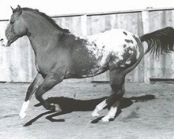 stallion Bright Eyes Brother (Appaloosa, 1950, from Billy Maddon)