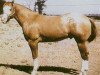 stallion Mighty Bright (Appaloosa, 1960, from Bright Eyes Brother)