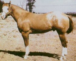 stallion Mighty Bright (Appaloosa, 1960, from Bright Eyes Brother)