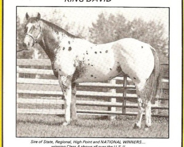 Deckhengst King David (Appaloosa, 1976, von Prince David)