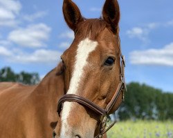 horse Félicitation Bellicime (Hanoverian, 2000, from Friedericus Rex)