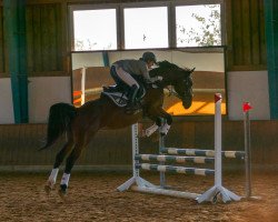 broodmare Alicia 54 (Oldenburg show jumper, 2007, from Arioso du Theillet)