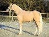 stallion Albert Einstein (German Riding Pony, 2016, from A new Star)